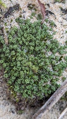 Tortella flavovirens