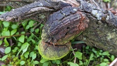 Fomitiporia hippophaeicola