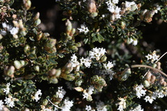 Acrothamnus montanus