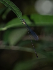 Pericnemis stictica