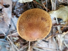 Cortinarius semisanguineus