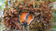 Lamprospora seaveri
