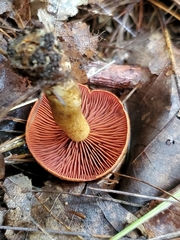 Cortinarius semisanguineus