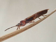Gastrodes abietum