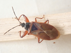 Gastrodes abietum