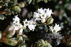 Acrothamnus montanus