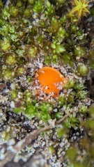 Lamprospora seaveri