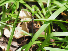 Pseudagrion ignifer
