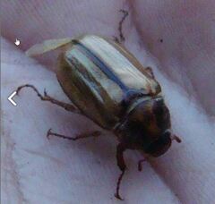 Amphimallon solstitiale