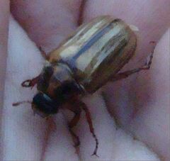 Amphimallon solstitiale