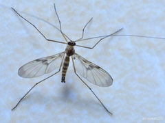 Macrocera