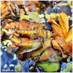 Aethriamanta brevipennis