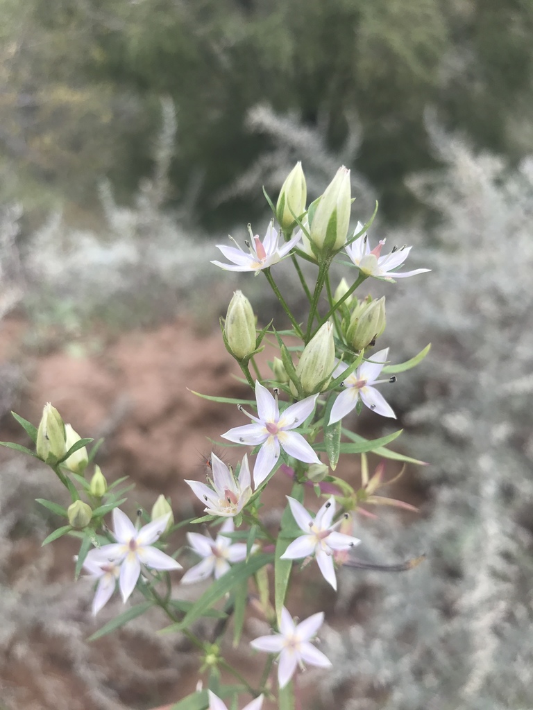 Swertia diluta
