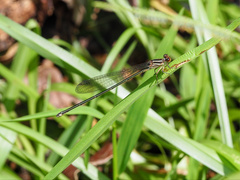 Pseudagrion ignifer