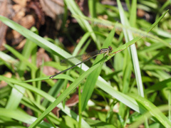 Pseudagrion ignifer