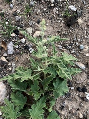 Sphaeralcea hastulata