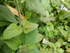 Dolomedes
