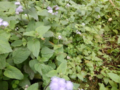 Dolomedes