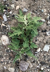 Sphaeralcea hastulata