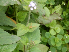 Dolomedes