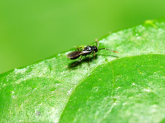 Teleasinae