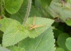Dolomedes