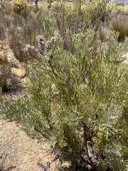 Paranomus bracteolaris