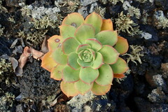 Aeonium lancerottense image