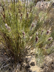 Paranomus bracteolaris