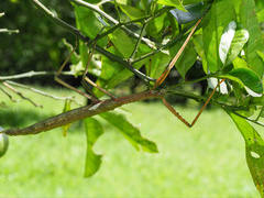 Acrophylla wuelfingi