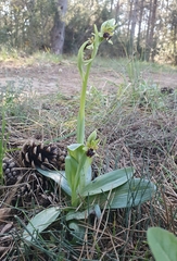 Ophrys sphegodes massiliensis