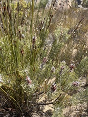 Paranomus bracteolaris