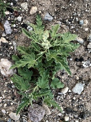 Sphaeralcea hastulata