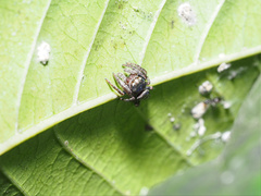 Simaethina