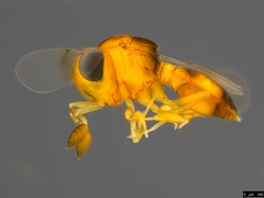Scelioninae