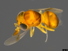 Scelioninae