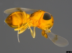 Scelioninae