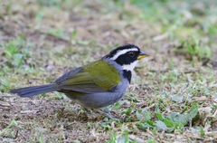 Arremon semitorquatus