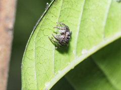 Simaethina