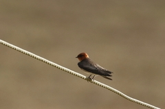 Alopochelidon fucata