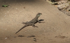 Tropidurus torquatus