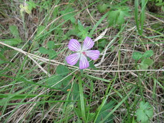 Geranium wlassovianum