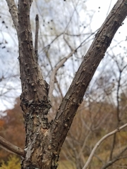 Cephalanthus occidentalis