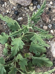 Sphaeralcea hastulata