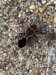 Lygaeus kalmii angustomarginatus