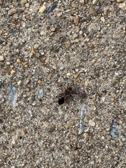 Lygaeus kalmii angustomarginatus