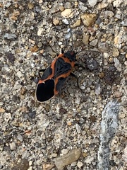 Lygaeus kalmii angustomarginatus