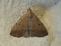 Zanclognatha protumnusalis