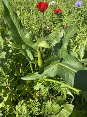Arum hygrophilum