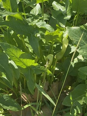 Arum hygrophilum